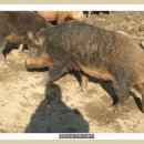 복학농장 이미지