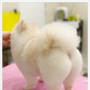 김해애견미용 맘바이 강아지 미용실 | 일산애견미용 스트레스 끝 맘바이 강아지미용실