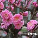 홍매화 이미지