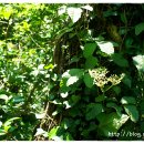 저지오름 이미지