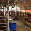 신기축사 이미지