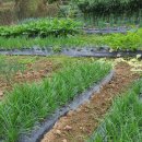 초성리가든 이미지