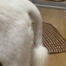 자인동물병원 이미지