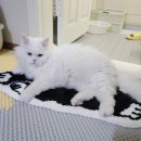 몽실캣 | 귀여운 고양이 발매트 미니러그 후기