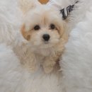 이소퍼피-별내점 이미지