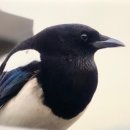 까치주유소 이미지