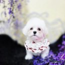 블링블링펫 이미지