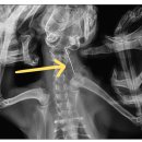 방학동물외과센터 이미지