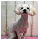 비오비 펫살롱 이미지