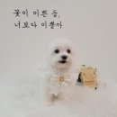 땡자네 묭실 이미지