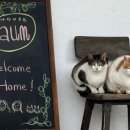 하우스 아움 이미지