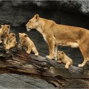 동물의 왕국 이미지