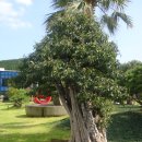 제주아트랜드 이미지