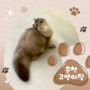 춘천 고양이집 이미지