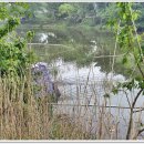 탄금호 월상둠벙 이미지