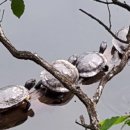 노란거북이 이미지