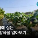 주말농장 텃밭작물 근황과 6월에 심는 작물 : 들깨 옥수수 고구마 6월 모종 이미지