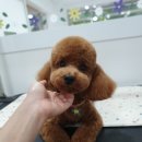 포시랍개 이미지