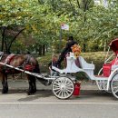 더 마차 이미지