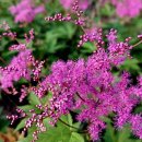 비너스타 이미지