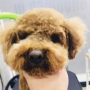 그루머웅 이미지