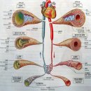 당신의 혈관이 깨끗해야 하는 이유 이미지