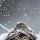 해피데이 이미지