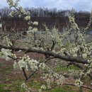 영자농장 이미지