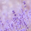 라벤다 이미지