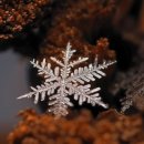 동백 죽전대로 이미지