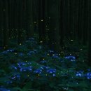 반딧불이의 기억 이미지