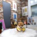 오독안심분양센터 강아지분양 고양이분양 시흥점 이미지