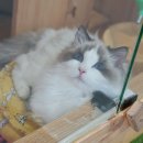 고양이분양은 노블캣 랙돌놀숲분양캐터리 대전점 이미지