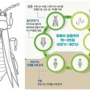 농민농약사 | 총채벌레·가루이 방제 후기: 약을 쳐도 안 죽는 이유와 흡즙해충 밀도 관리 비결