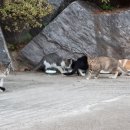 강냥이네