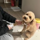 뚱강아지 | 허레이 멜팅페이퍼 반려동물 물티슈 후기 | 발 닦기 필수템, 무향 리필형 강아지 물티슈 추천!