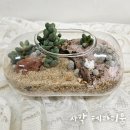 가든. 자연 담다 | [가든 앤 플라워] 사막 테라리움 후기