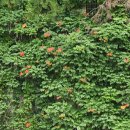 희망대공원길 이미지