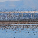 다시오리 이미지