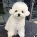 명문애견 이미지