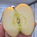 잇담 | 솔스윗 세척사과 고민 중이라면? 잇담 고당도 사과 먹어본 후기 (내돈내산)