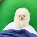 화이트폼 이미지