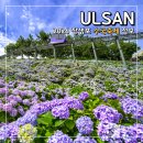 (주)코리아세븐 울산공원점 | 2026 울산 장생포 수국축제 무료입장 개화 주차 행사 야간개장