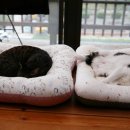 착한 고양이 이미지