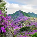 황매산 철쭉제 이미지