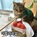 고양이샵 | 부산 전포 카페 케이크가 맛있는 더빌리지샵 고양이카페 후기