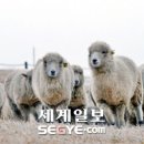 이제원 목장 세계일보