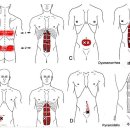 복직근 (Rectus abdominis Muscle) 이야기 이미지