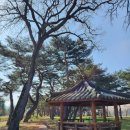백운솔숲길(임하면) | 안동 백운정 및 개호 송 숲 일원 벚꽃구경🌸 봄 나들이 하기좋은 곳