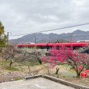힐스템 힐링센타(양산점) | 26년 원동 매화축제 양산 순매원 실시간 주차 홍매화명소